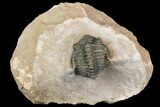 Metacanthina Trilobite - Lghaft, Morocco #153893-2